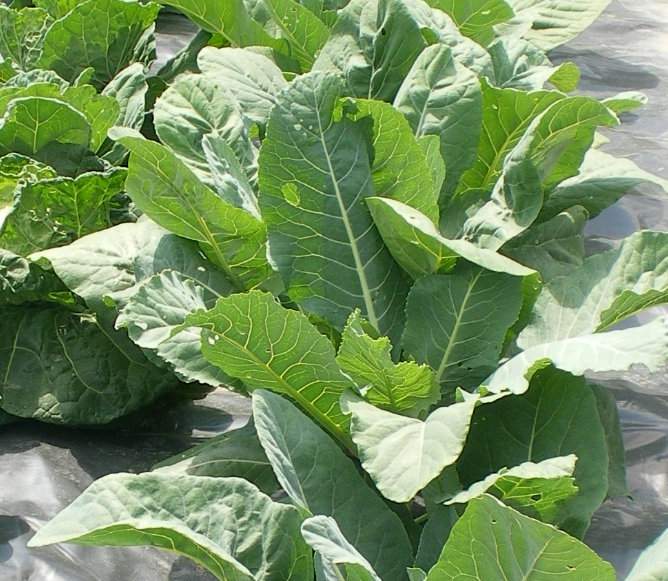 Wygodną metodą uprawy jest ściółkowanie roślin agrowłókniną lub czarną folią, ale to wyklucza kopczykowanie kalafiorów i brokułów