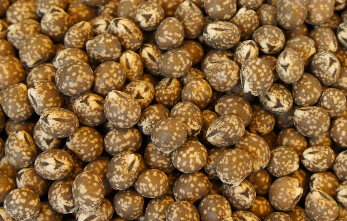 Nasiona odmian łubinu wąskolistnego, zawierające 31 – 36% białka i 5 – 6,5% tłuszczu, są grube i wypukłe. Zależnie od odmiany okrywa nasienna może mieć barwę od jasnoszarej do prawie czarnej i wyraźne marmurkowanie. Cechą charakterystyczną jest trójkątna brązowa plamka (znamię) widoczna niezależnie od barwy nasion