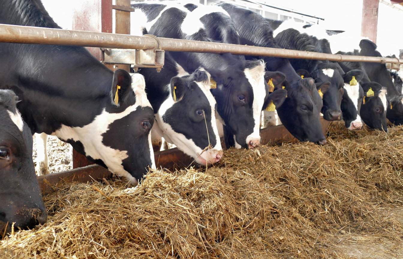 W żywieniu krów w laktacji szczególnie ważne jest, aby pobrały one jak najwięcej składników pokarmowych i optymalnie je wykorzystały na produkcję mleka o dobrych parametrach 