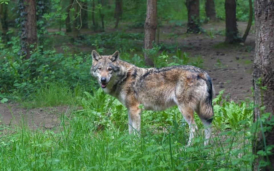 W woj. warmińsko-mazurskim w 2018 roku wypłacono 6 mln złotych odszkodowań za szkody wyrządzone przez wilki i bobry 