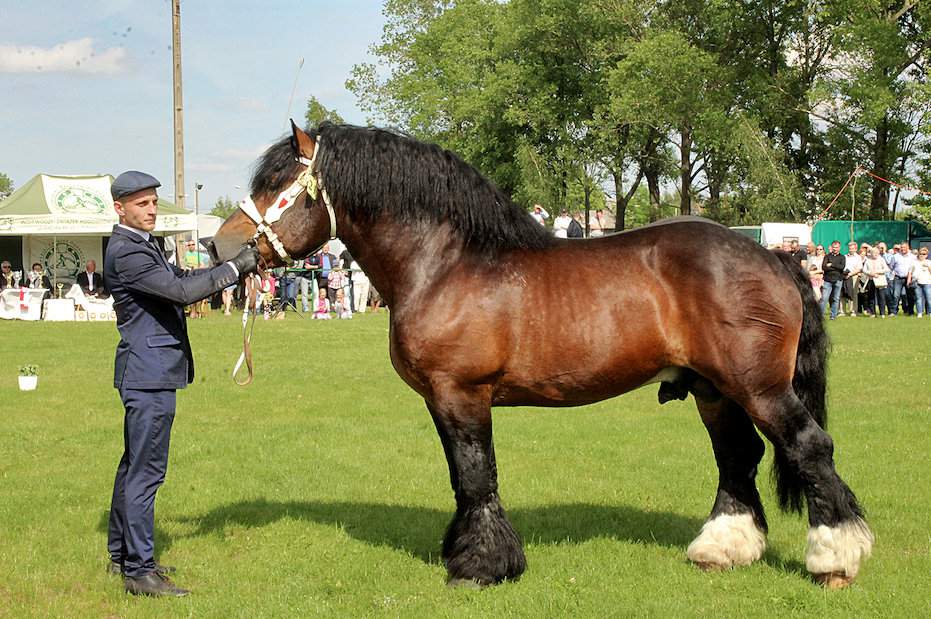 W grupie koni importowanych zwyciężył ogier Massiv Kamila Cicheckiego