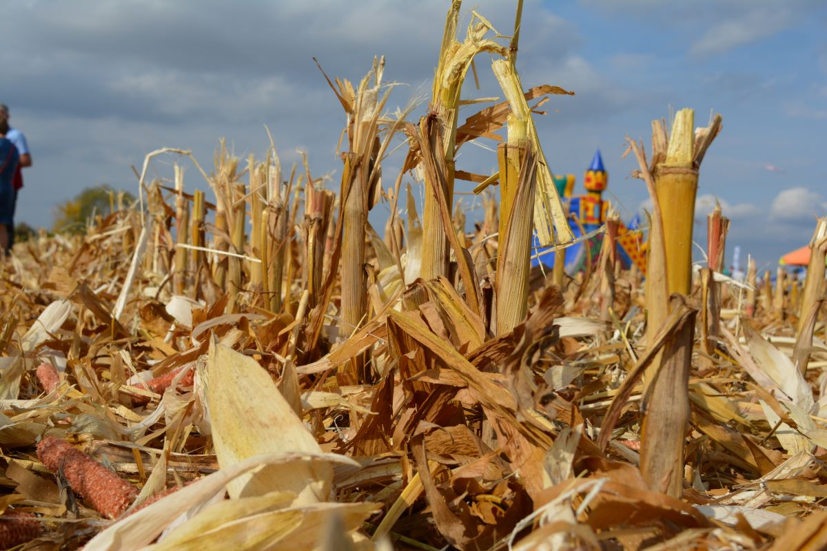 Z końcem wegetacji kukurydzy dorosłe gąsienice drążą kanał w kierunku nasadowej części łodygi na wysokości ok. 10 cm od ziemi i tam zimują w specjalnym oprzędzie