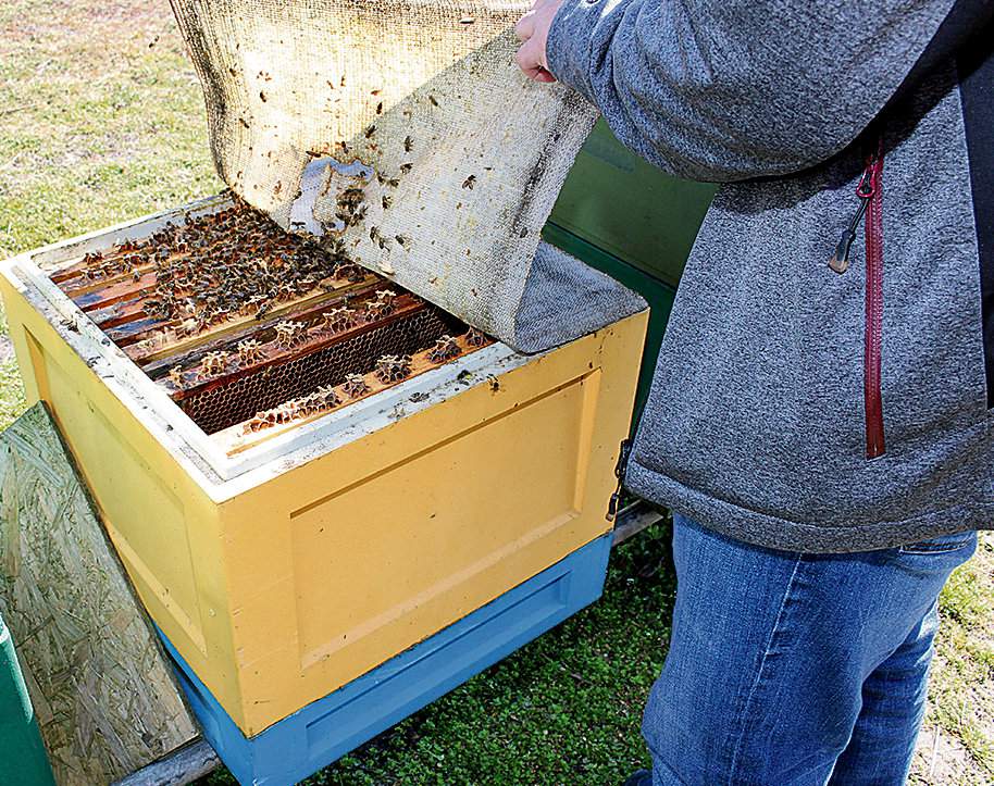lepszej jakości miodu i poprawi dobrostan pszczół w ulach