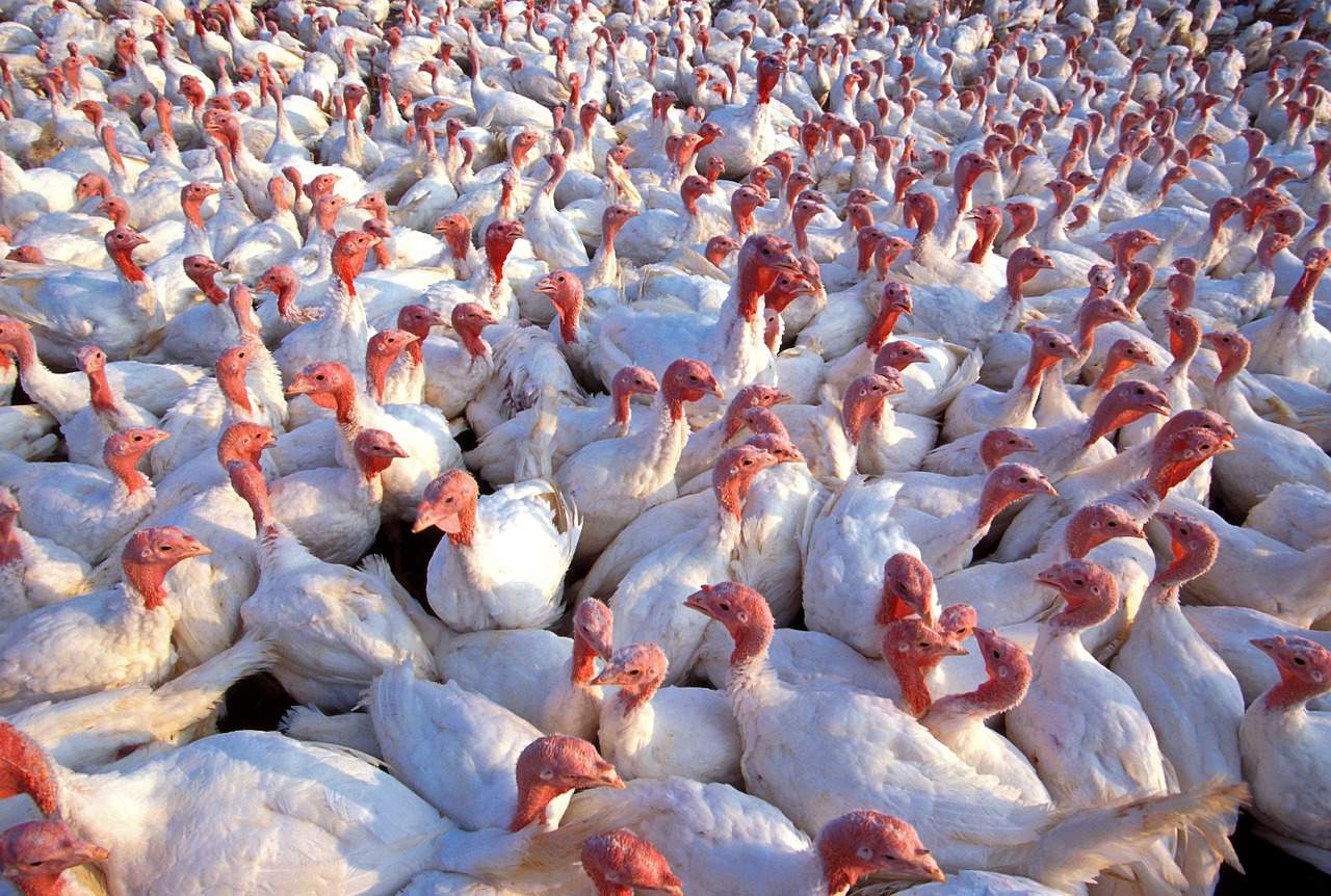 Z powodu ptasiej grypy na Lubelszczyźnie padło ponad 32 tysiące indyków