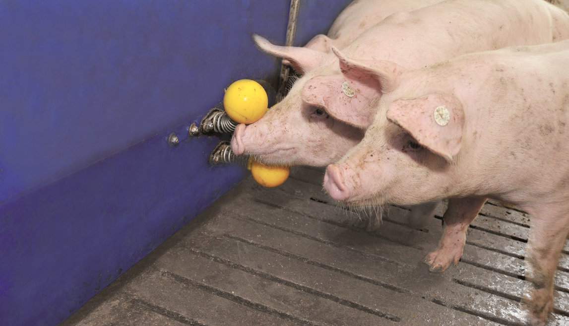 Jako zabawki dla świń sprawdzają się profesjonalnie zamontowane w kojcach kawałki drewna do gryzienia lub piłki wykonane z odpornego tworzywa 