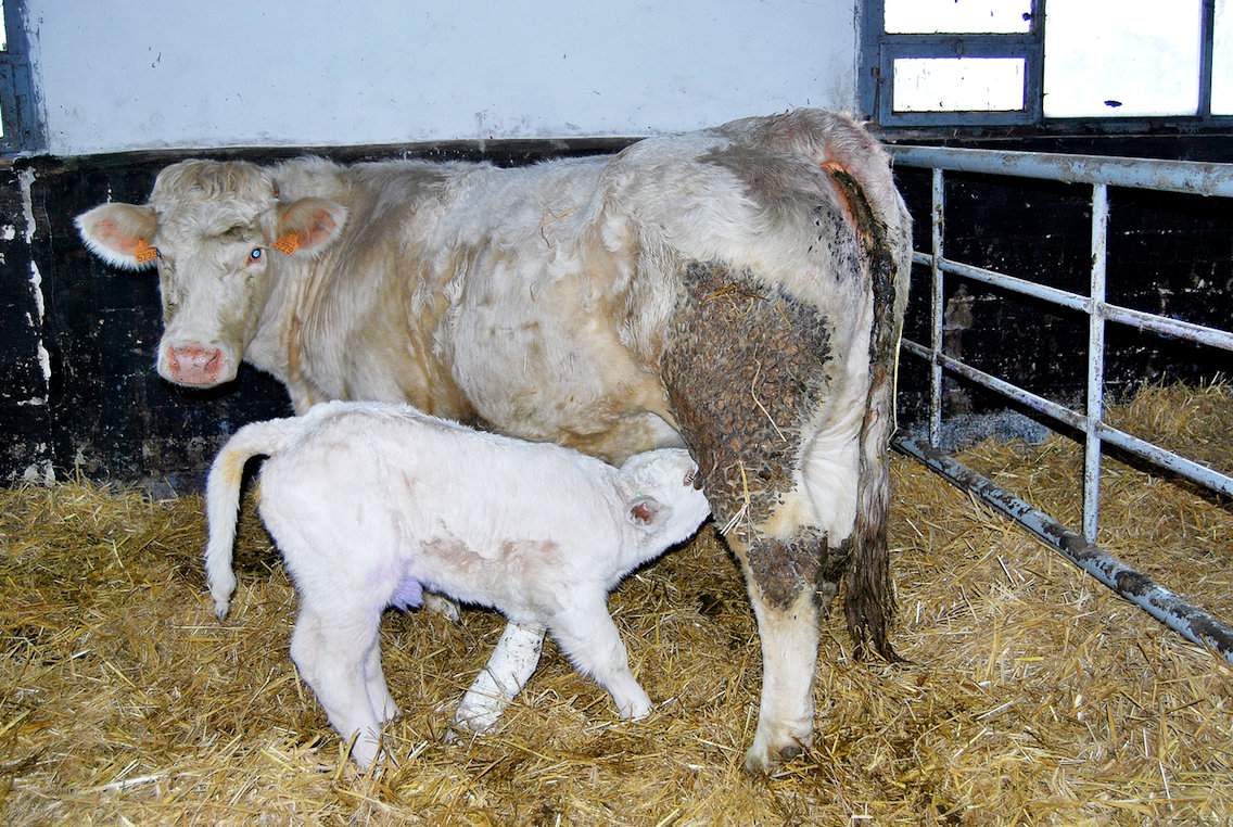 Zaleca się, aby krowa z cielęciem przebywała na porodówce przez około tydzień