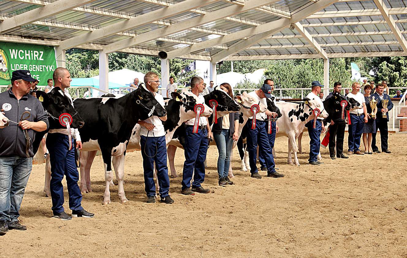 Zdobywcy tytułów czempiona i wiceczempiona podczas wystawy zwierząt hodowlanych w Sielinku