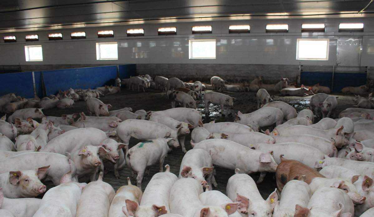 Intensywne systemy chowu świń sprzyjają zwiększonemu rozprzestrzenianiu się chorób, co w konsekwencji doprowadziło do nadmiernego wykorzystania antybiotyków