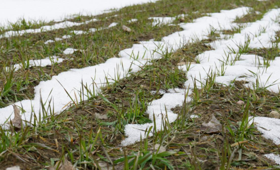Grzybom Typhula (pałecznicy) przy porażaniu zbóż ozimych oraz rzepaku ozimego sprzyja długo zalegająca okrywa śniegu i jego opady na niezamarzniętą ziemię