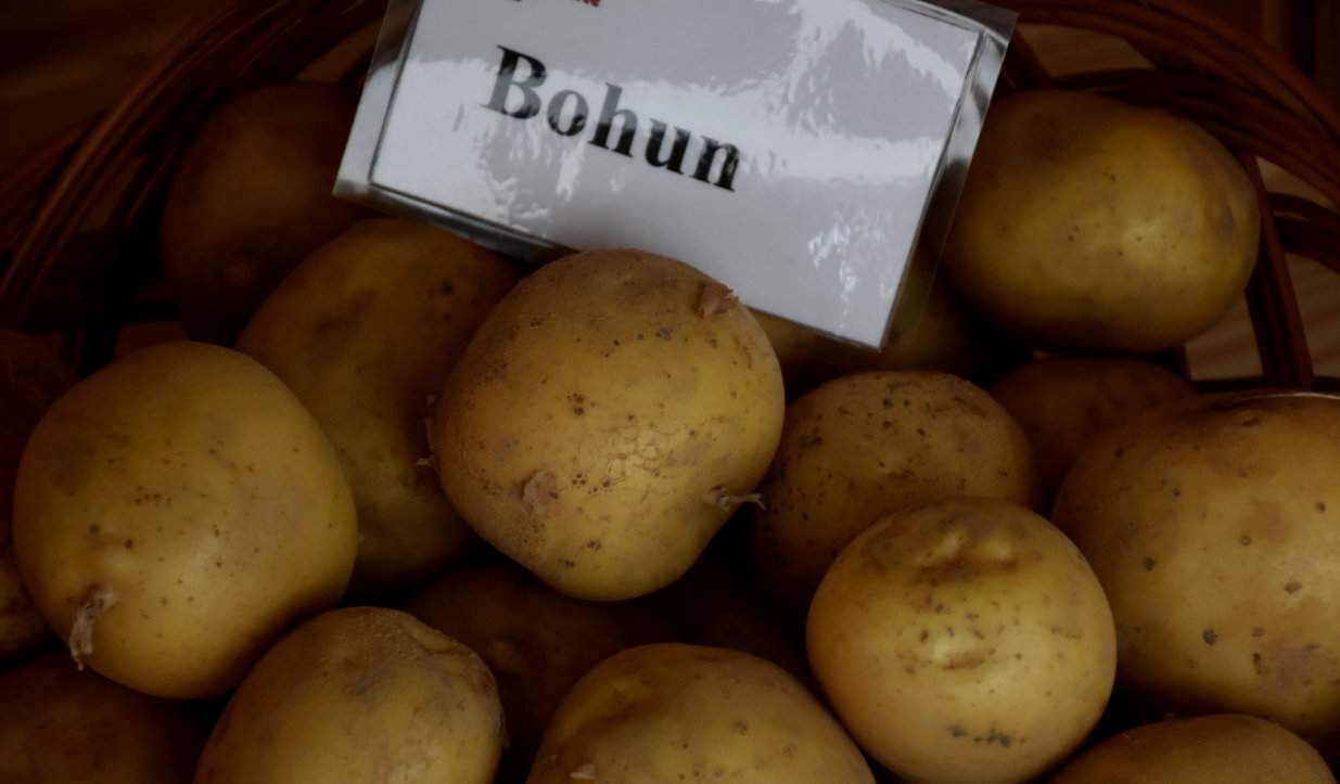 Na LOZ rekomendowanych na 2021 r. jest do uprawy 8 odmian wczesnych ziemniaka, a na czele tej listy jest w tym roku Bohun 