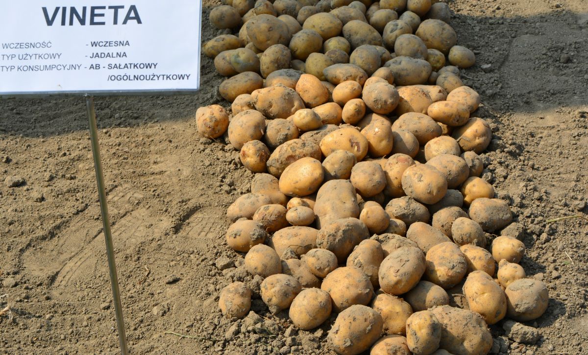 Na LOZ ziemniaków wczesnych rekomendowanych do uprawy na 2022 r. jest  7 odmian, a na czele tej listy jest w tym roku Vineta