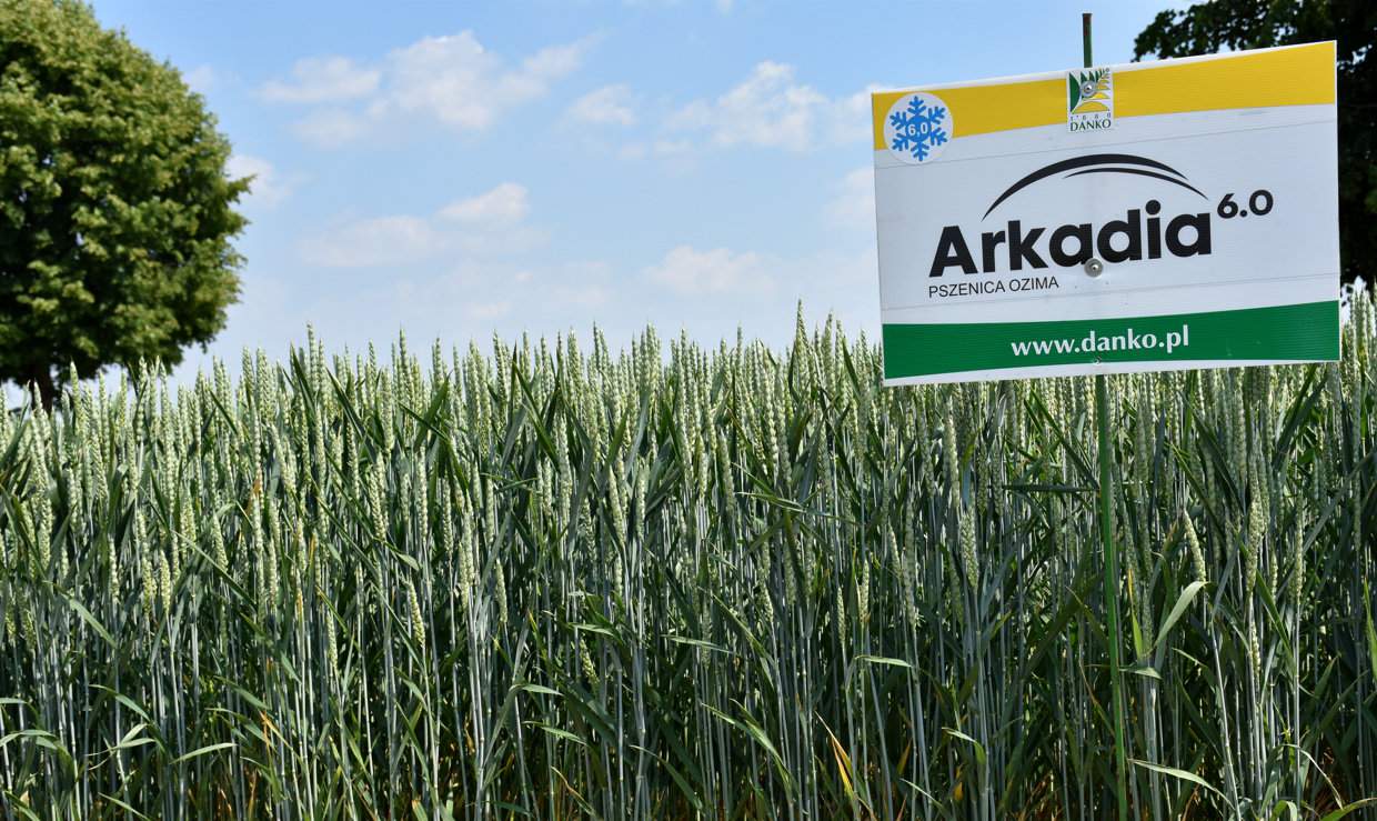 Arkadia i Ostroga to z obecnie wpisanych do Krajowego Rejestru dwie odmiany pszenicy ozimej o najwyższej zimotrwałości na poziome 6 w skali 9-stopniowej