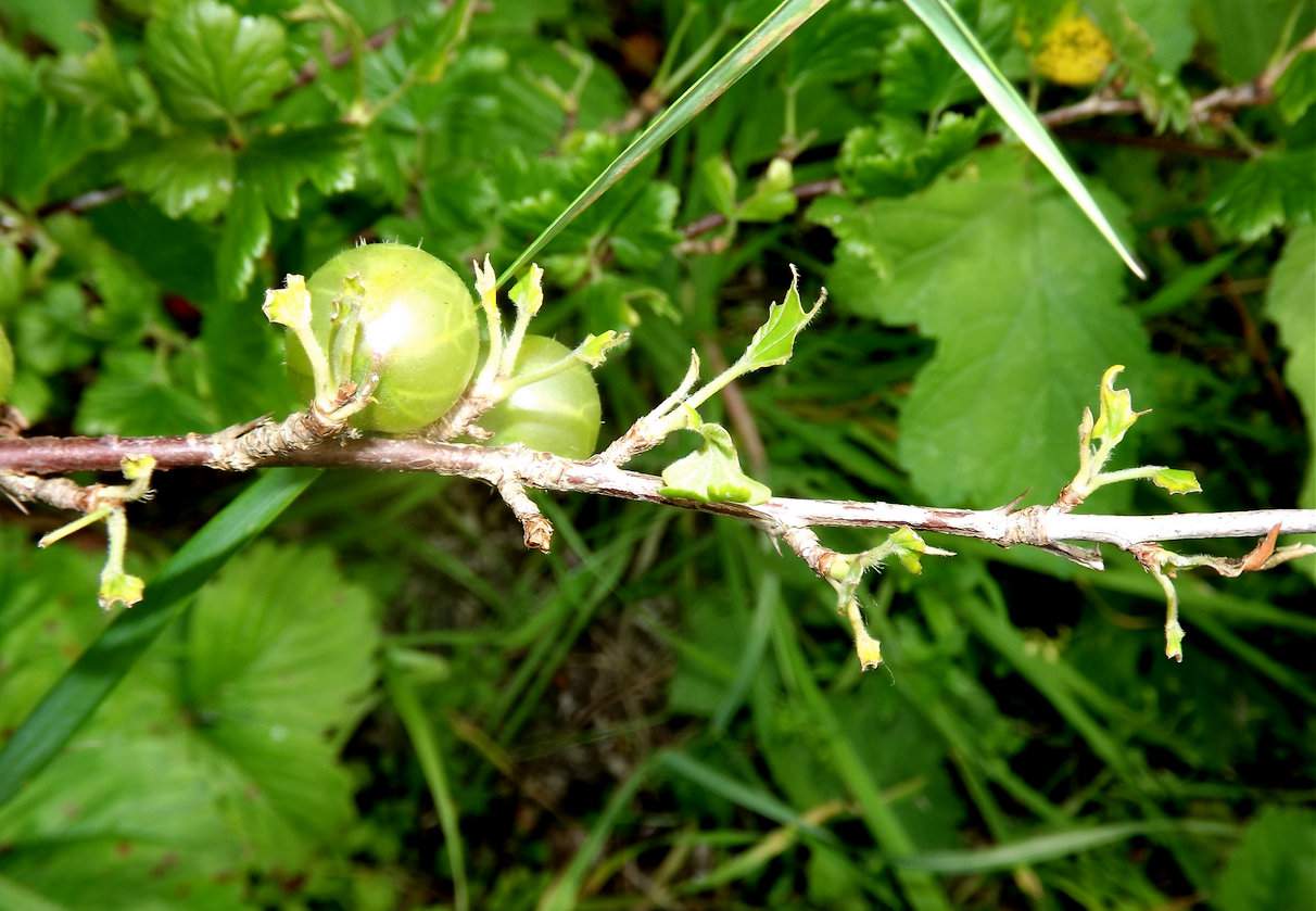 Zjedzone liście agrestu oznaczają żerowanie brzęczaków lub piłecznicy