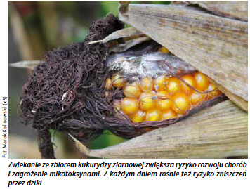 Zwlekanie ze zbiorem kukurydzy ziarnowej zwiększa ryzyko rozwoju chorób i zagrożenie mikotoksynami.