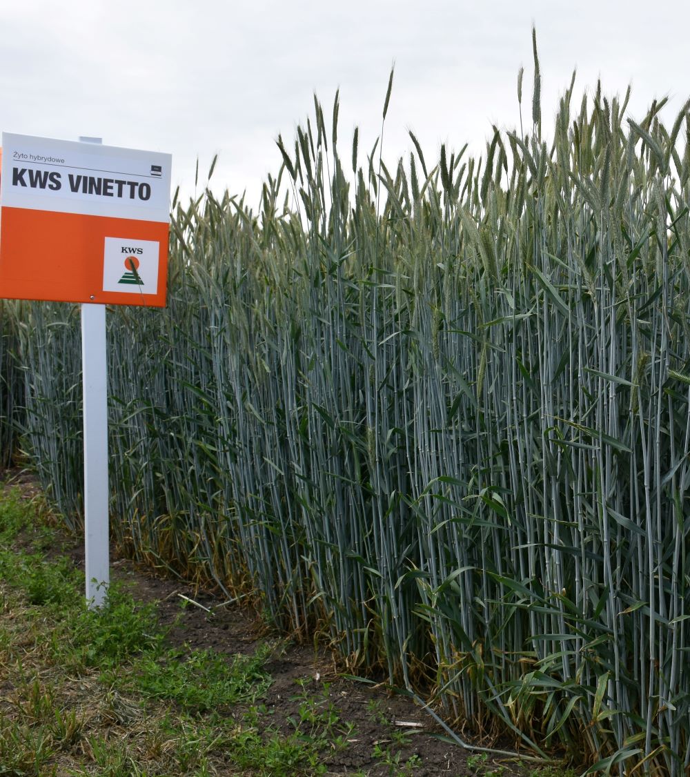 KWS Vinetto i KWS Jethro to dwie odmiany mieszańcowe żyta ozimego najczęściej rekomendowane do uprawy jesienią 2022 r.